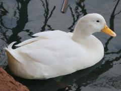 (Domestic Mallard) white