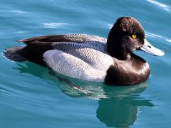 (Lesser Scaup) male