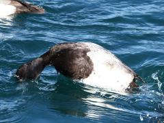 (Lesser Scaup) male dives