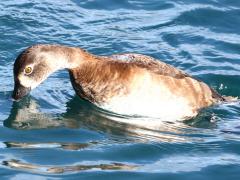 (Ring-necked Duck) female dives