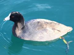 (American Coot) swimming