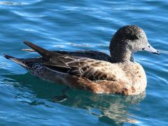 (American Wigeon) female