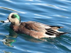 (American Wigeon) male