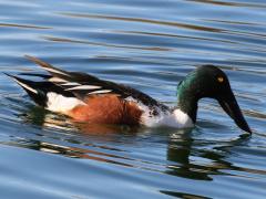 (Northern Shoveler) male