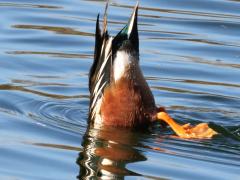 (Northern Shoveler) male mooning