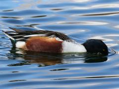 (Northern Shoveler) male foraging