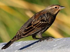 (Red-winged Blackbird) female