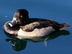 (Ring-necked Duck) male