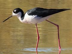 (Black-necked Stilt) walking