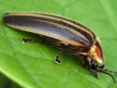 (Photuris Firefly) side