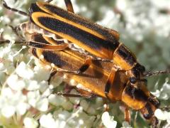 (Margined Leatherwing) mating