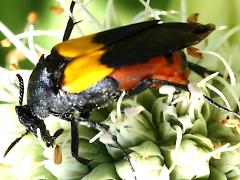 Wedge-shaped Beetle female on Rattlesnake Master