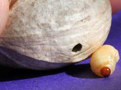 (Pecan Weevil) larva head on Mockernut Hickory