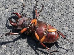 (Reddish-brown Stag Beetle) male ventral