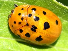 (Argus Tortoise Beetle) dorsal