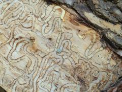 Emerald Ash Borer galleries on Green Ash