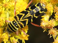 (Locust Borer) dorsal