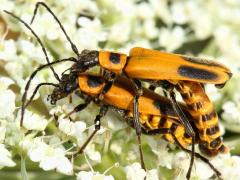 (Goldenrod Soldier Beetle) mating