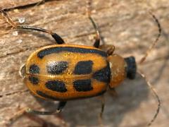 (Bean Leaf Beetle) brown