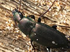 (Chalcites Ground Beetle) dorsal