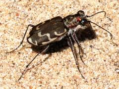 (Bronzed Tiger Beetle) profile