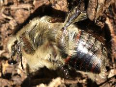 (Bumble Flower Beetle) lateral