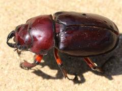 (Reddish-brown Stag Beetle) female dorsal