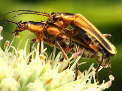 (Margined Leatherwing) mating on Rattlesnake Master