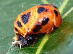 Asian Lady Beetle pupa on Swamp White Oak