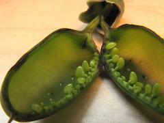 Baptisia Seed Pod Weevil eggs on White Wild Indigo