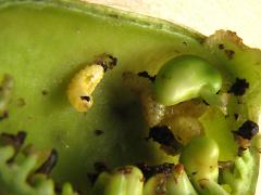 Baptisia Seed Pod Weevil larvae on White Wild Indigo