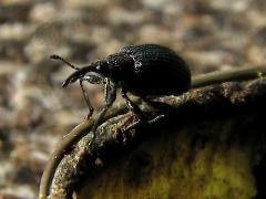 (Baptisia Seed Pod Weevil) on White Wild Indigo