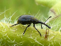 Sunflower Headclipping Weevil on Compass Plant