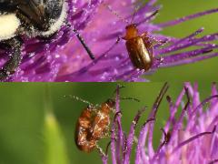 Nigripalpis Flea Beetle on Bull Thistle