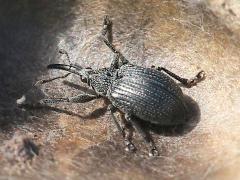 Baptisia Seed Pod Weevil on White Wild Indigo