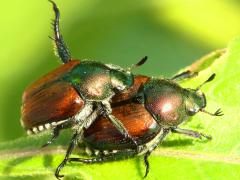 (Japanese Beetle) mating