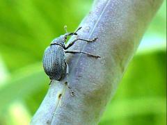 Baptisia Seed Pod Weevil ovipositing on White Wild Indigo