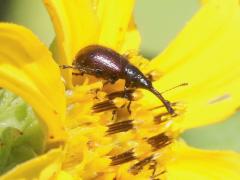 Sunflower Headclipping Weevil on Prairie Sunflower