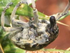 (Globe Thistle Capitulum Weevil) ventral