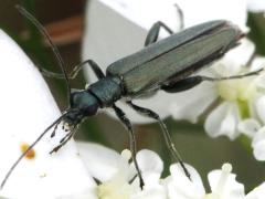 (Oedemera False Blister Beetle) frontal