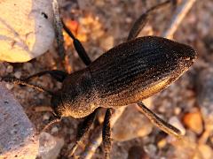 (Carbonaria Darkling Beetle) dorsal