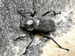 (Acuticauda Darkling Beetle) dorsal