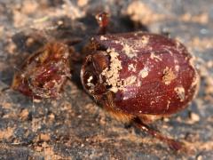 (Carrot Beetle) decapitated