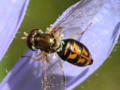 (Margined Calligrapher) female on Chicory