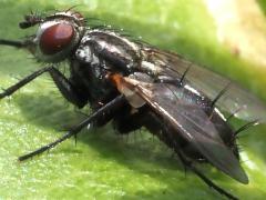 (Sarcophagidae Flesh Fly) lateral