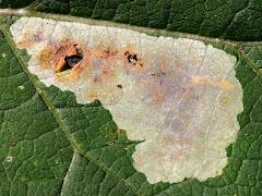 Composite Leafminer Fly blotch mine on Burdock