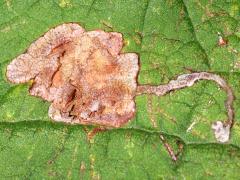 (Catalpa Leafminer Fly) blotch mine on Northern Catalpa