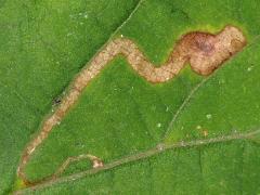 (Catalpa Leafminer Fly) linear mine on Northern Catalpa