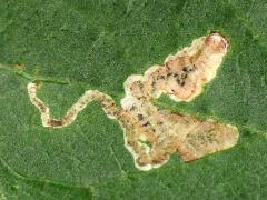 (Aulagromyza Leafminer Fly) mine on Amur Honeysuckle