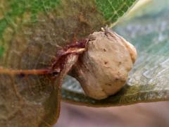 (Oak majalis Gall Midge) gall on Pin Oak